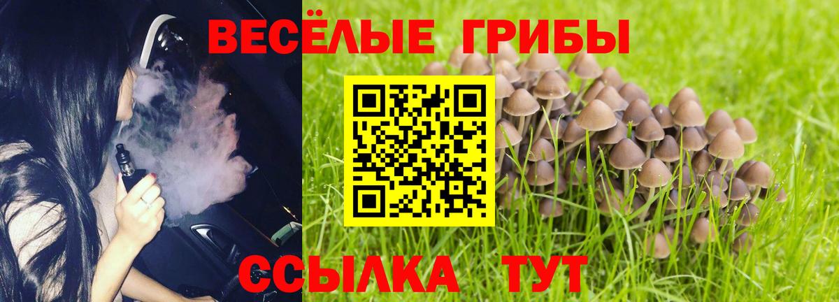 Псилоцибиновые грибы Psilocybine cubensis Новокубанск