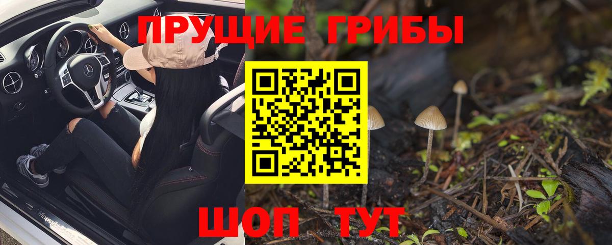 Новокубанск  хочу   Вход с VPN  Галлюциногенные грибы Psilocybe 